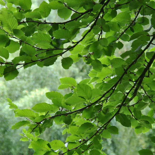 Betula medwediewii – Medwediew's birch, Transcaucasian birch