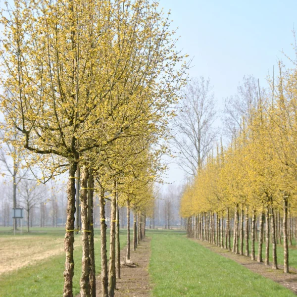 Cornus mas – Cornelian cherry