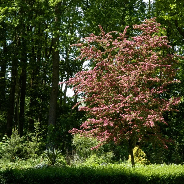 Crataegus ×media 'Paul's Scarlet' – Red-thorn