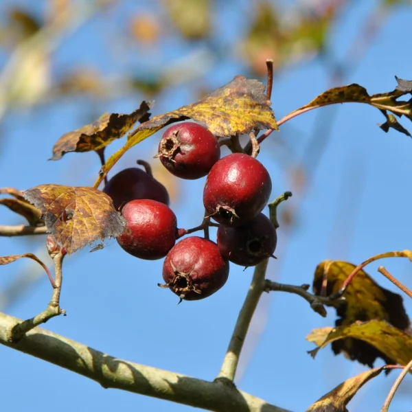 Crataegus punctata 'Ohio Pioneer' – Crataegus punctata 'Ohio Pioneer'