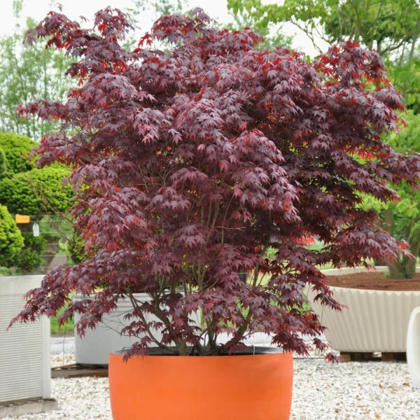 Acer palmatum 'Bloodgood' – Acer palmatum 'Bloodgood'