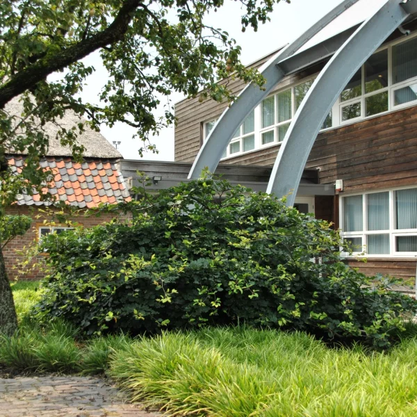 Fagus sylvatica 'Remillyensis' – Fagus sylvatica 'Remillyensis'
