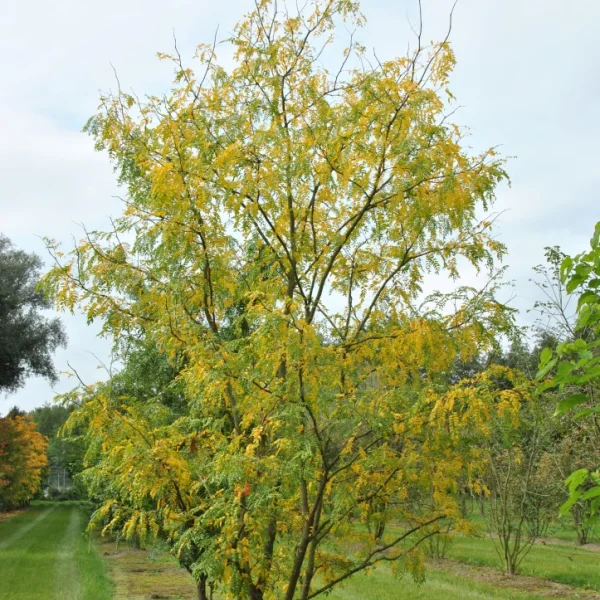 Gleditsia triacanthos 'Skyline' – Gleditsia triacanthos 'Skyline'