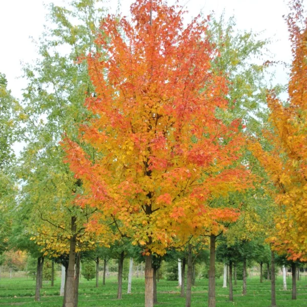 Acer saccharum – Sugar maple, Rock maple