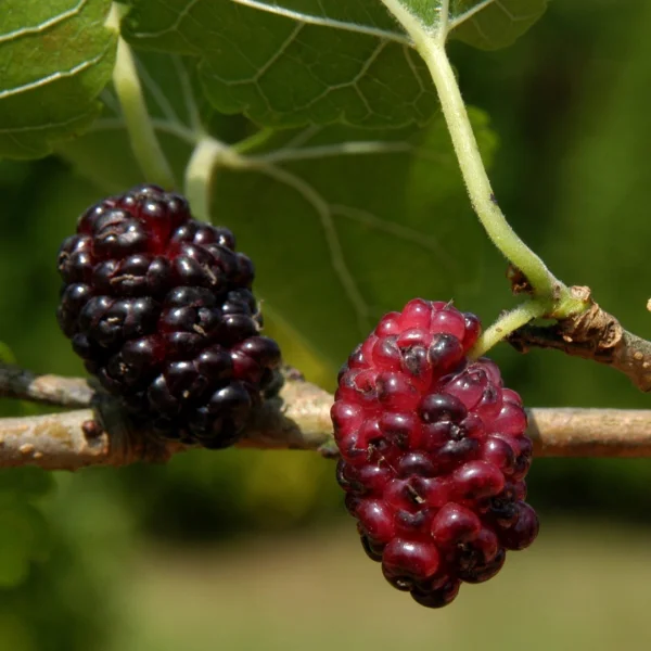 Morus nigra – Black mulberry