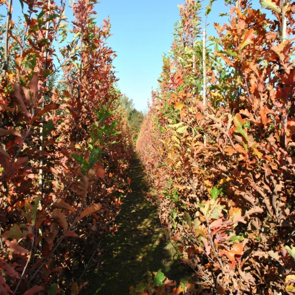 Quercus ×bimundorum CRIMSON SPIRE ('Crimschmidt') – Quercus ×bimundorum CRIMSON SPIRE ('Crimschmidt')