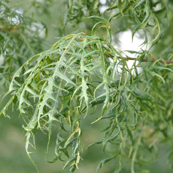 Quercus cerris 'Summer Veil' – Quercus cerris 'Summer Veil'