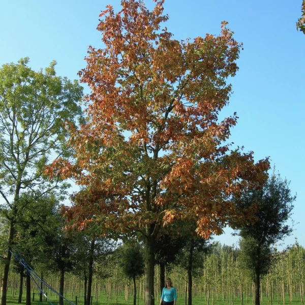 Quercus rubra 'Aurea' – Quercus rubra 'Aurea'