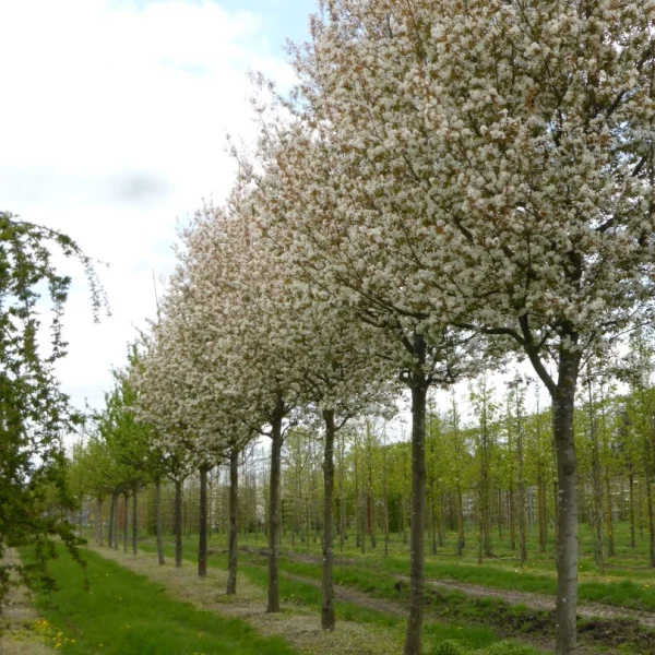 Amelanchier arborea 'Robin Hill' – June berry