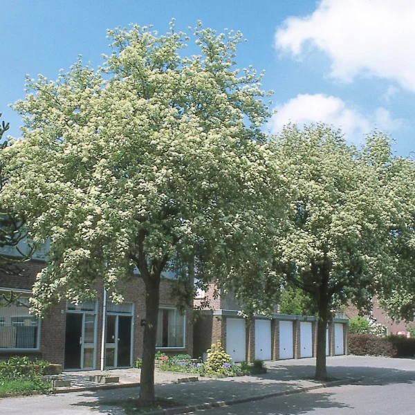 Sorbus aria 'Magnifica' – Sorbus aria 'Magnifica'