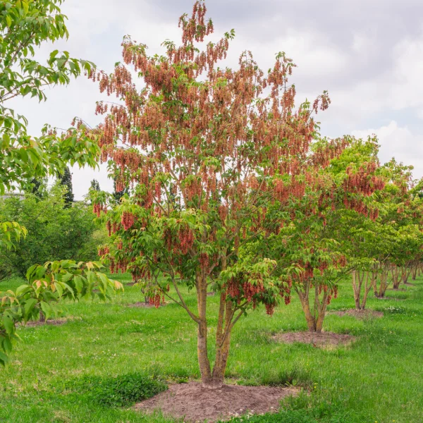 Acer cissifolium &ndash; Vine-leaved maple
