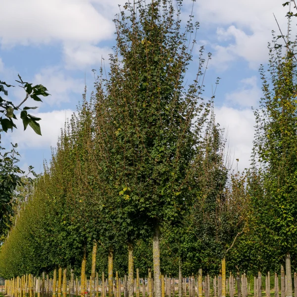 Acer campestre 'Red Shine' – Acer campestre 'Red Shine'