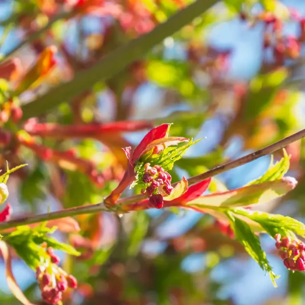 Acer palmatum – Japanese maple