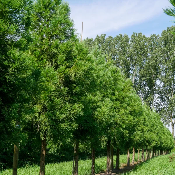 Cryptomeria japonica 'Kitayama'