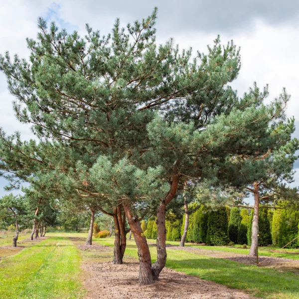 Pinus sylvestris – Scotch pine, Scots pine