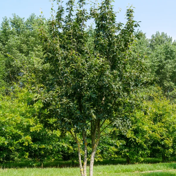 Sorbus alnifolia var. submollis – Sorbus alnifolia var. submollis