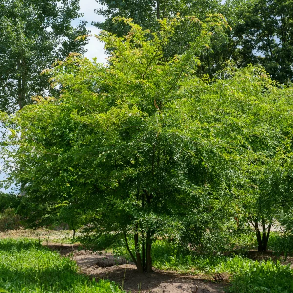 Ulmus parvifolia – Chinese elm, Lacebark elm