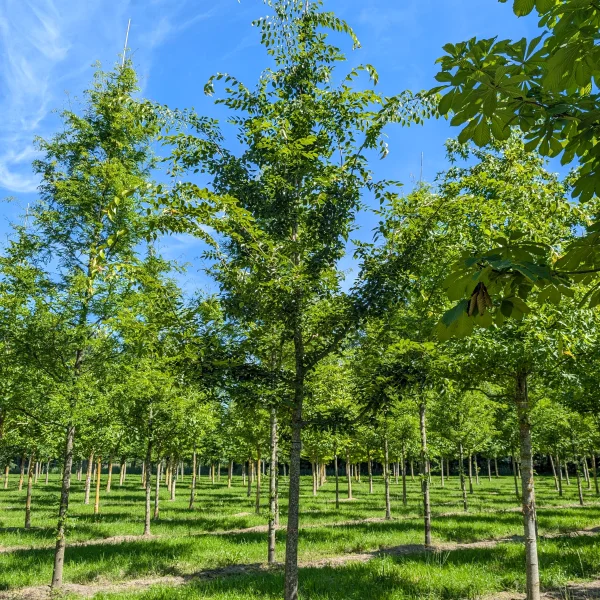 Celtis bungeana &ndash; Celtis bungeana