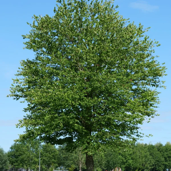 Cercidiphyllum japonicum &ndash; Japanese Katsura tree