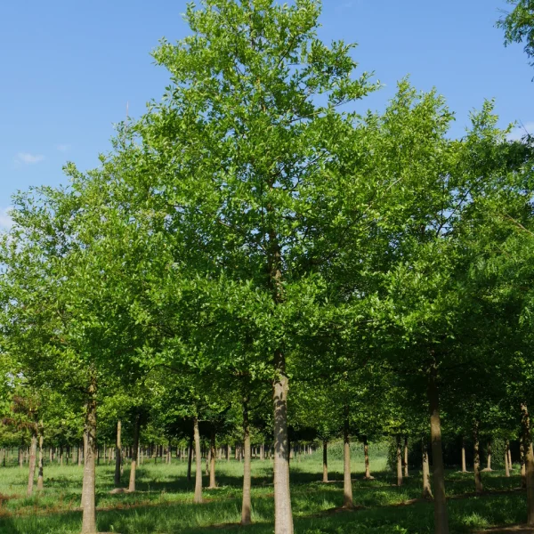 Celtis julianae &ndash; Celtis julianae