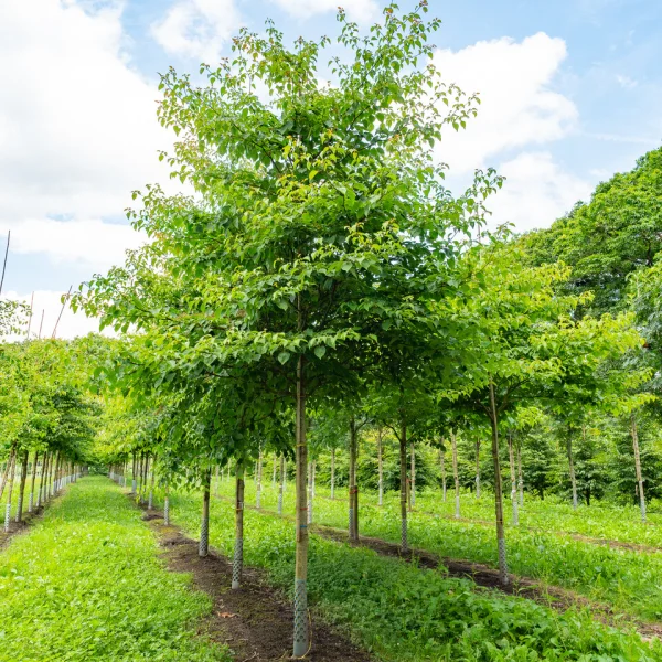 Cornus controversa – Giant dogwood