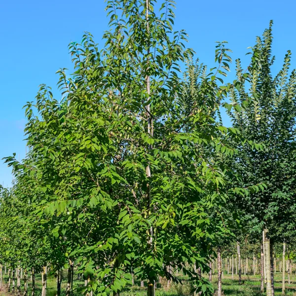 Halesia monticola &ndash; Mountain silver bell