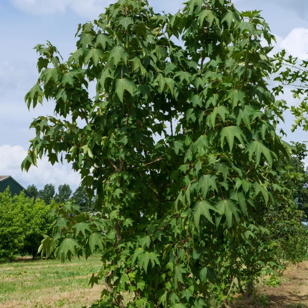 Kalopanax septemlobus &ndash; prickly castor oil tree