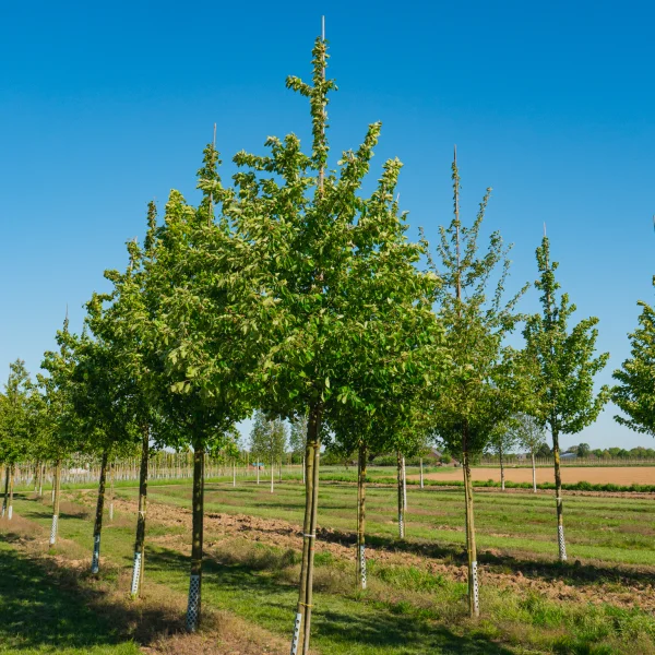 Malus sylvestris &ndash; Wild crab, European wild apple