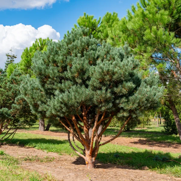 Pinus sylvestris 'Watereri' &ndash; Pinus sylvestris 'Watereri'