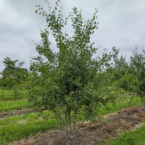 Populus tremula &ndash; (European) Aspen