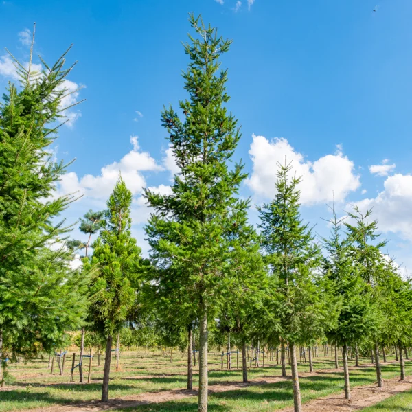 Pseudotsuga menziesii &ndash; Douglas fir