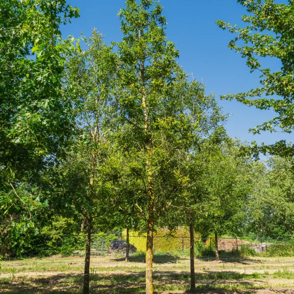 Quercus glandulifera &ndash; Quercus glandulifera