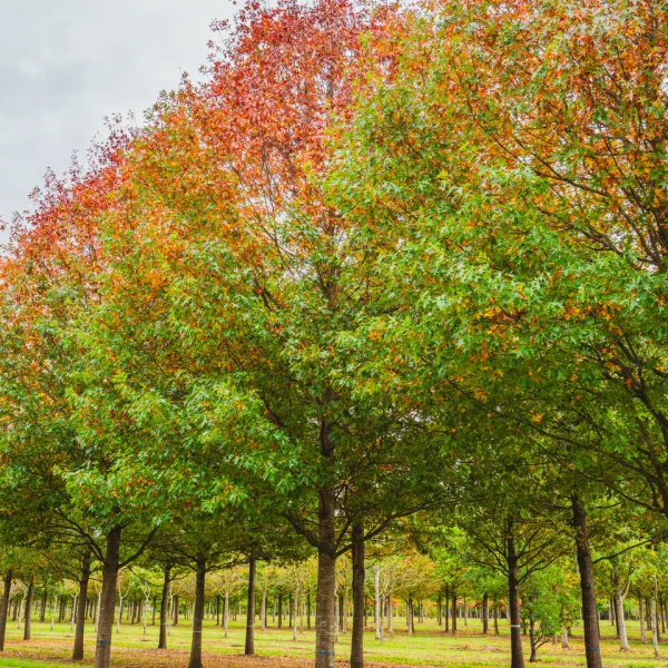 Quercus palustris 'Helmond's Red Globe' &ndash; Quercus palustris 'Helmond's Red Globe'