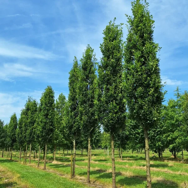 Quercus robur 'Fastigiata v.d.Berk' &ndash; Quercus robur 'Fastigiata v.d.Berk'