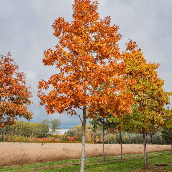 Quercus rubra &ndash; Red oak, Nothern Red oak