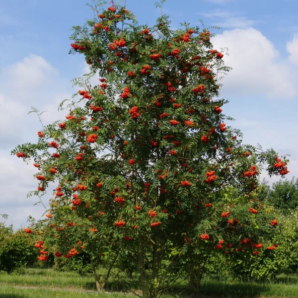 Sorbus aucuparia &ndash; Mountain ash, Rowan