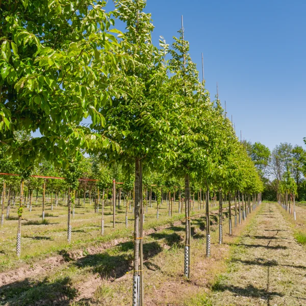 Sycoparrotia semidecidua 'Prins Claus' &ndash; Sycoparrotia semidecidua 'Prins Claus'