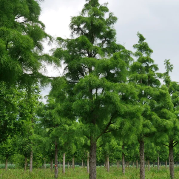 Taxodium distichum 'Nutans' &ndash; Taxodium distichum 'Nutans'
