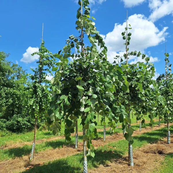 Tilia tomentosa 'Pendula' &ndash; Pendent silver linden