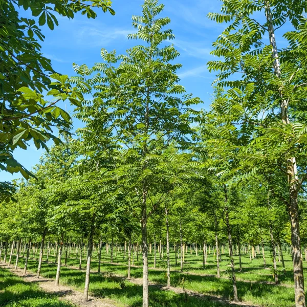 Toona ciliata &ndash; Toona ciliata