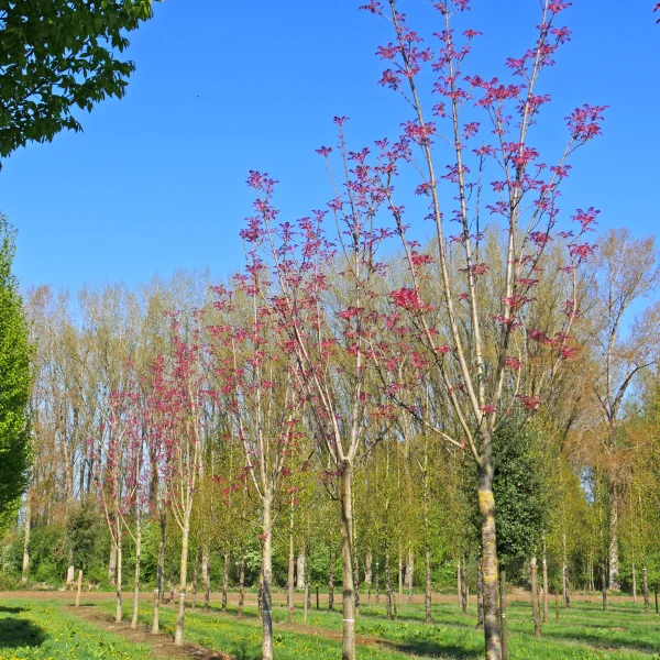 Toona sinensis 'Flamingo' &ndash; Toona sinensis 'Flamingo'